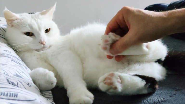 😼 Cat behavior before and after eating 🍽️