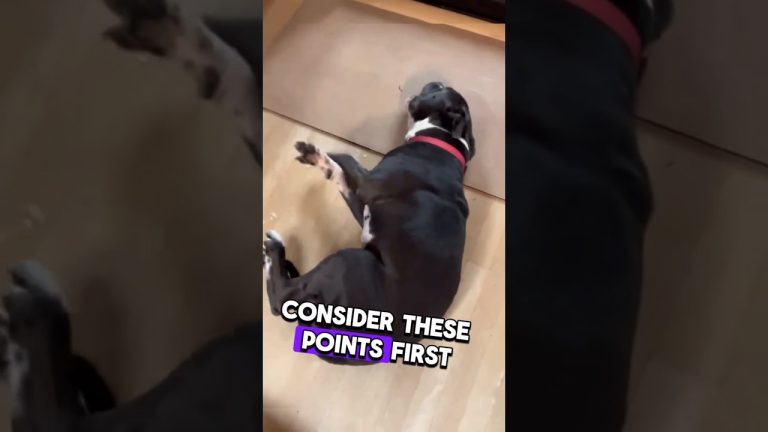 ⚠️ Dog Facing SEIZURE Epilepsy Attack #animalcare #dogs #health