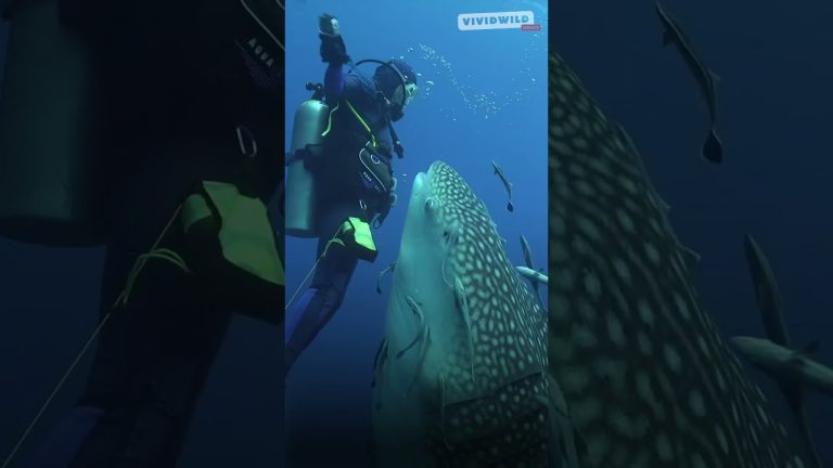 Epic Transformations: Whale Shark, Sturgeon & Jellyfish 🦈🐟🌊 #OceanLife #AnimalGrowth #NatureShorts