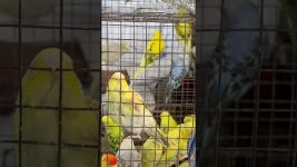 Many types of birds #birds #birdslover #birdsounds