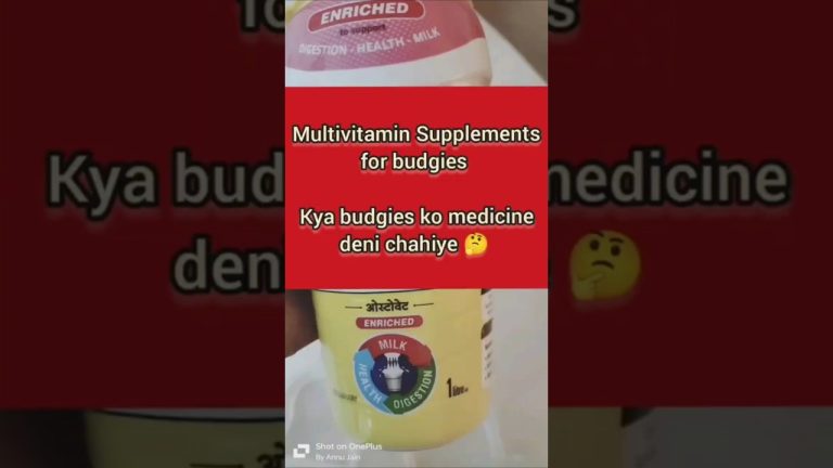 Multivitamin supplements for budgies#birds #australianparrots #birdslover #parrot