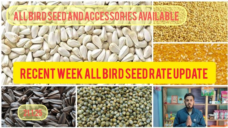 Recent week all types of bird seeds rate ।pigeon seeds rate update Kolkata । Taherpur