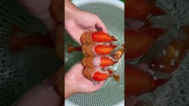 Teletubbies fish? Are there anyone who likes them?#koi #fish #pets #american