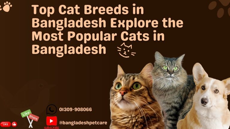Top Cat Breeds in Bangladesh  Explore the Most Popular Cats in Bangladesh #Bangladesh Pet Care