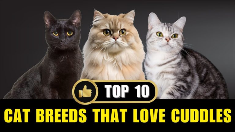 10 Cat Breeds That Love Cuddles More Than You Do