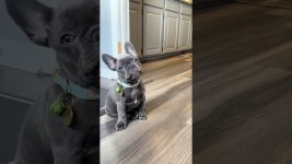 @louie_thefrenchiee: #doglover #pets #dog #dogs #puppy