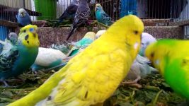 🐥 Budgie Care Made Easy Tips for Healthy and Happy Birds 🌼
