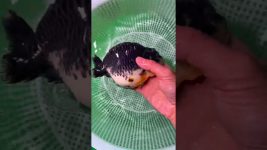 Half black and half white make up the classic Kylin Ranchu. #fish #koi#goldfish #pets