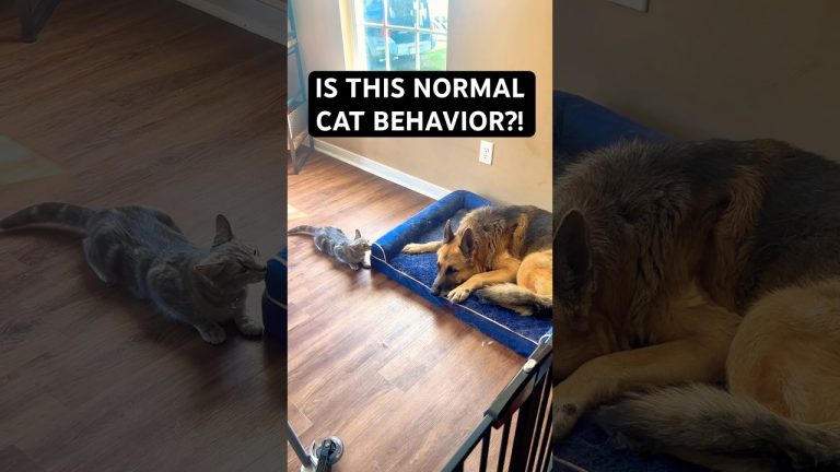 IS THIS NORMAL CAT BEHAVIOR?! #shorts #funnycats #funnydogs