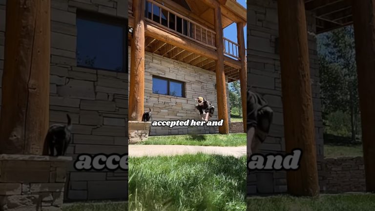 Learn cat behavior #cat #heartwarmingpets #animals