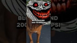 PITBULL VS DOG BREEDS BITE FORCE COMPARISON #pitbull #dog #doglover #edit #shortsvideo