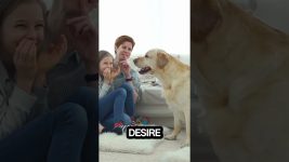 The Story Behind Planet The Dogs: Caring for Oscar, Inspiring Dog Lovers