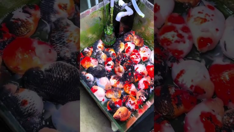 The fish tank is leaking. What should be done with the goldfish in it?#fish #goldfish #pets #anime