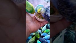This Amazon bird toy is SO COOL#birds#parrot #birdslover #budgis #lovebirds #budgiegar #cute #health