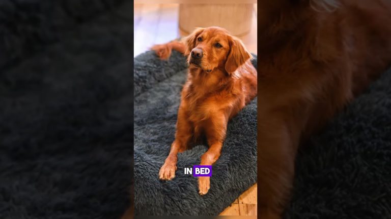 This woman slept every night with her dog, but months later, she made a #fyp #foryou