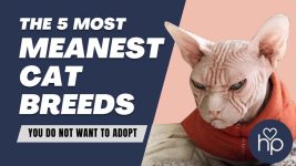 Top 5 Meanest Cat Breeds You Do Not Want at Home