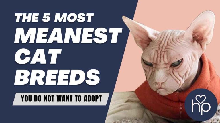 Top 5 Meanest Cat Breeds You Do Not Want at Home