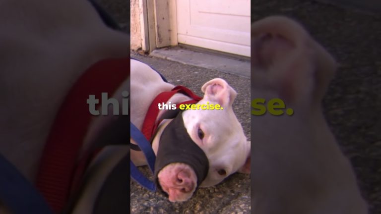 “What She Wants To Do Is Destroy Her” #dogwhisperer #dog #cesarmillan