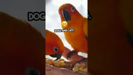 birds #wildbird #birds #birdUntamed wild birds, picturesque birds, and birds of all kinds