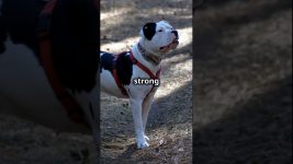 American Bulldog | The Loyal and Athletic Working Dog | Facts and Care Tips #dogs #dog #doglover