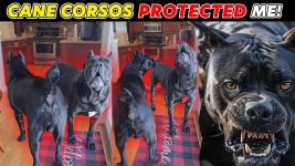 Cane Corsos Protect Me RAW Footage