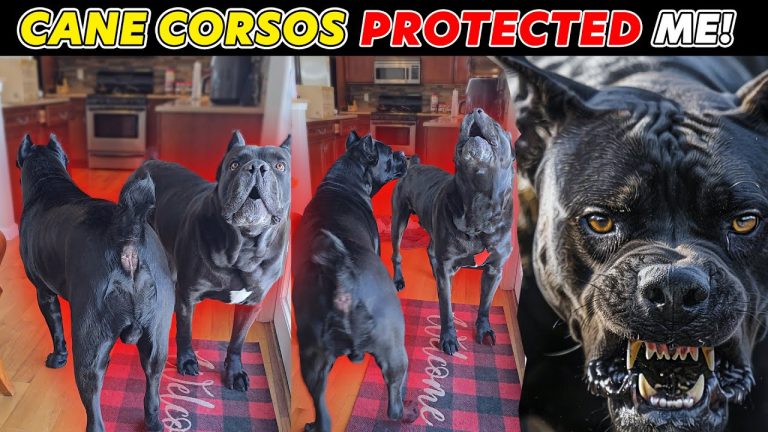 Cane Corsos Protect Me RAW Footage