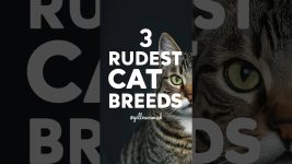 Cat Breeds | 3 Rudest Cat Breeds On The Planet #shorts #cats #yellowmimish @catbreeds1918