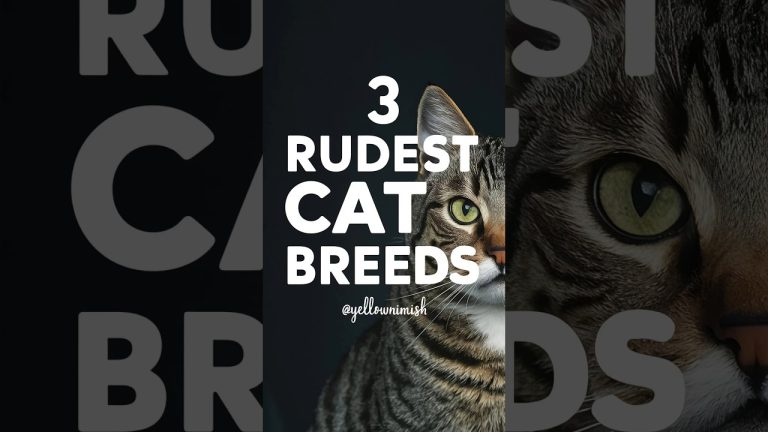 Cat Breeds | 3 Rudest Cat Breeds On The Planet #shorts #cats #yellowmimish @catbreeds1918