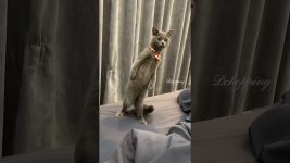 Cat's weird behavior #cat #kucing #cute #meow #pets #kucinglucu #猫#kitten