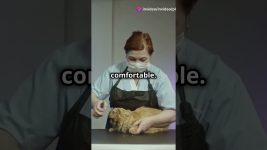 Daily Cat Care Checklist for Happy Cats! – www.placeforpets.co.uk #cute #cats #cat #pets #animals