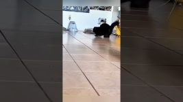 Don’t try to understand your cat’s behavior