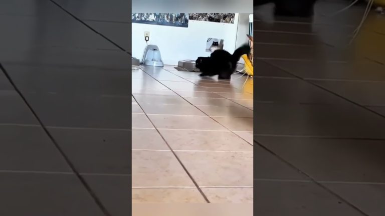 Don’t try to understand your cat’s behavior