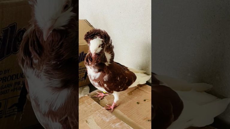 Pigeon videos #kabutar #pigeon #birds #pets #birdlovers #youtube