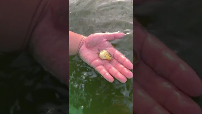 This is the best fish in the fish farm. It is like a gold ingot.#goldfish #koi #fish #american