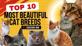 Top 10 Most Beautiful Cat Breeds You’ll Adore 😻✨