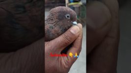 #pigeon #animals #birds#bird  #attitude #pets #song #kabootar