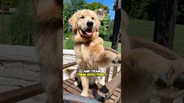 How to Understand Your Dog’s Behavior and Train Them Effectively #shorts #dog #dogtraining #pets