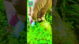 IS my Betta Fish REALLY Dead? #youtubeshorts #aquarium #betta