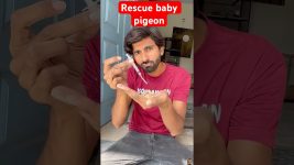 Sherazi pigeon ♥️ #birds #pigeon #shorts