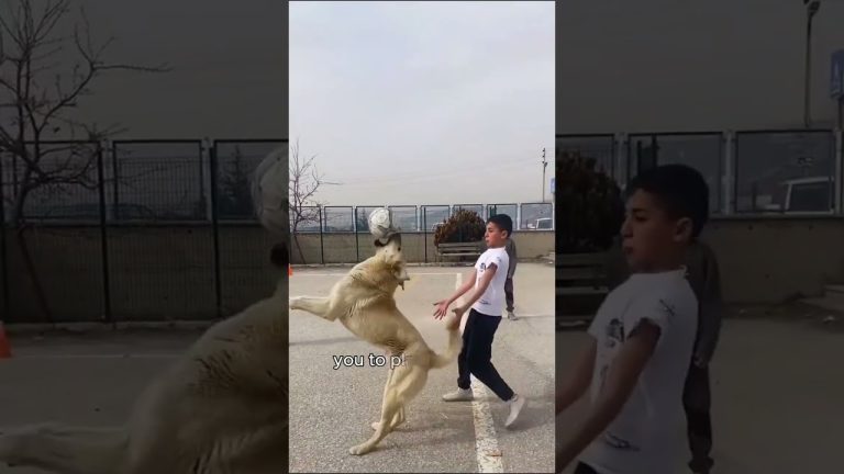 This is how they were meant to live #shorts #animals #dog #cute #friendship