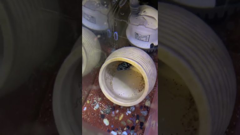 Two fish gave birth to over 1,000 baby fish. They are so prolific!#fish #goldfish #funny #koi #pets