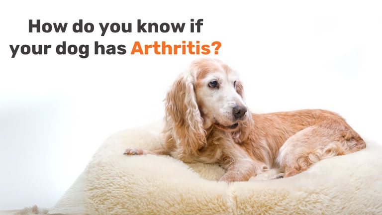 Understanding Arthritis in Dogs | Symptoms, Causes & Care Tips