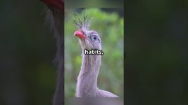 Why Pet Birds Need Beak Trims!🦅