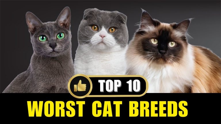 10 Worst Cat Breeds For First Time Owners