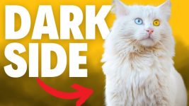 5 Worst Cat Breeds For Beginners…(Must Avoid)