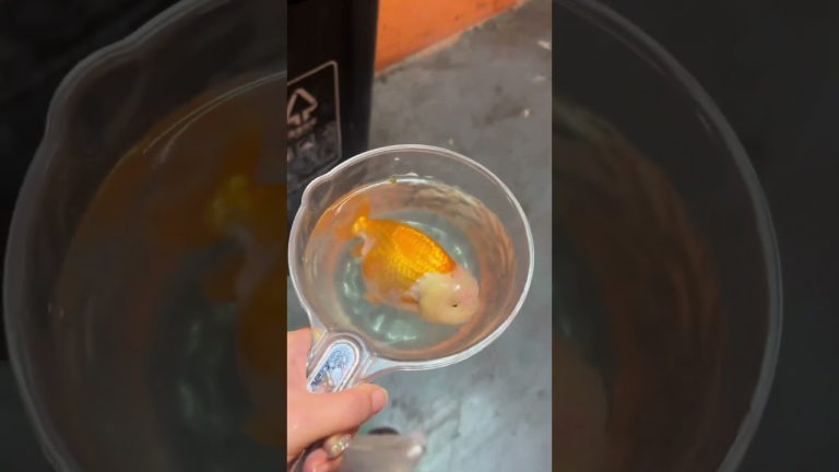 Another goldfish has died. Let's say a proper goodbye.#koi #goldfish #pets #animals