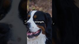 Bernese Mountain Dog | The Gentle Giant of the Alps | Facts and Care Tips #dogs #dog #pet #pets