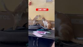 Game start #funny #cats #trending #youtubeshorts #shorts #viral