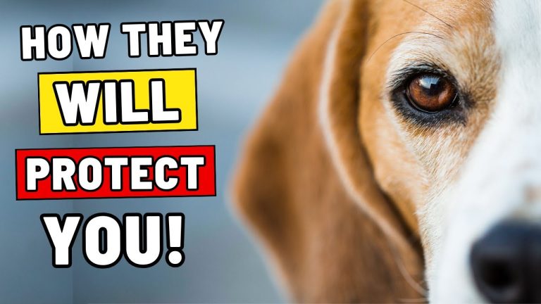 How To Know If Your Dog Will Protect You