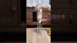 Liquid Cat Cups Confusing Behavior of Cats Munchkin Dwarf